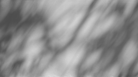shadow of branch and leaf on a white concrete wall