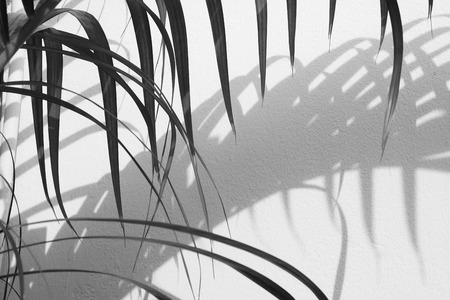 silhouette of palm leaves and shadow on a concrete wall - monochrome