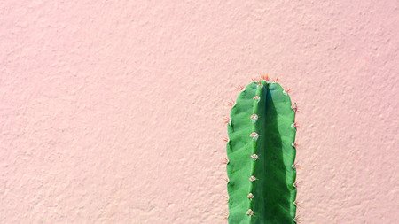 green cactus plant front the pink cement wallの写真素材