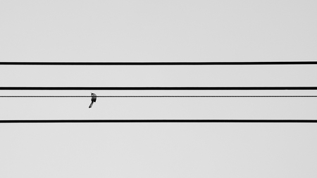 alone magpie on electric cable - monochromeの写真素材