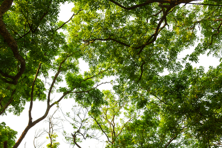 trees in the forest - nature green wood backgrounds.の写真素材