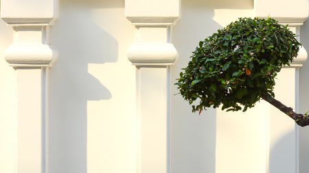 white cement wall with tree branch and leaves - backgroundの写真素材