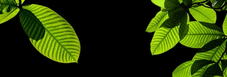 green leaves isolated on black backgroundの写真素材