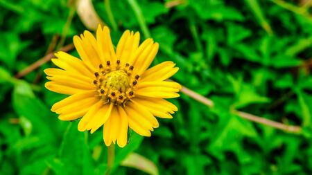 yellow grass flower in the nature - background