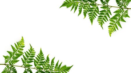 green fern leaves isolated on white backgroundの写真素材