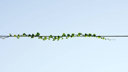 Plants ivy, Wild climbing vine on electric wire on blue sky backgroundの写真素材