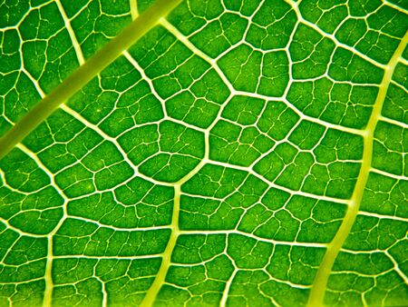 detail of a green leaves texture - background