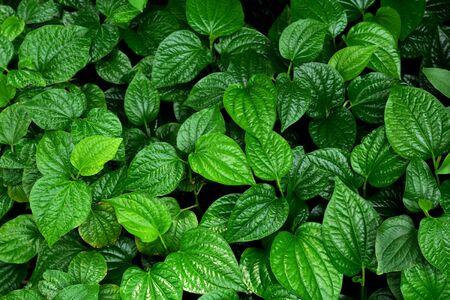 beautiful green betel leaves texture background