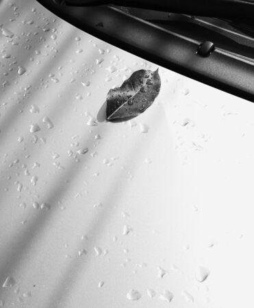 fallen leaf on hood of the car in raining day - Sad backgroundの写真素材