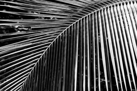 Palm leaves closeup - monochromeの写真素材