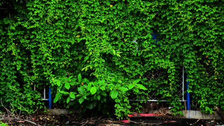 ivy at cage wall in wildernessの写真素材