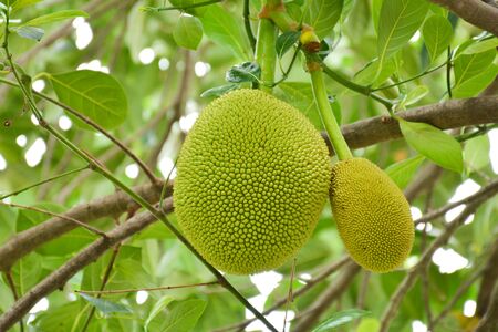 fresh jackfruit on tree at organic agriculture farm in thailand