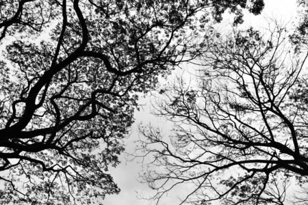 Looking up in Forest - Tree branches nature abstract - monochromeの写真素材