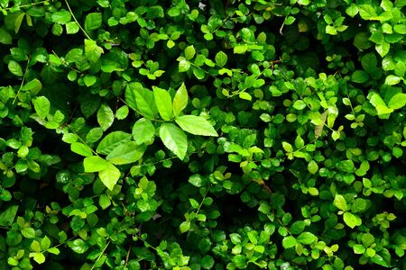 green leaf backgroundの写真素材