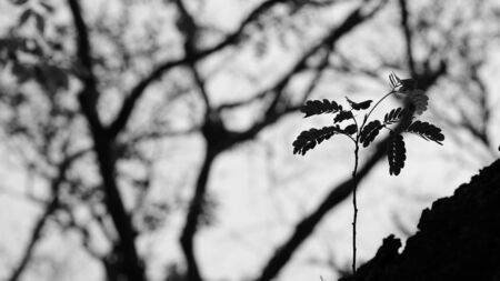 tree branch and leaf - monochrome backgroundの写真素材