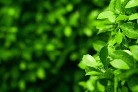 fresh green leaves in the raining day - background