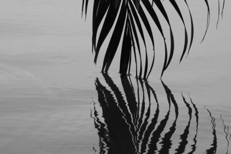 palm coconut leaf and reflection on the water - monochromeの写真素材