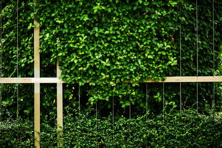 green leaf and branch at the metal cage wallの写真素材