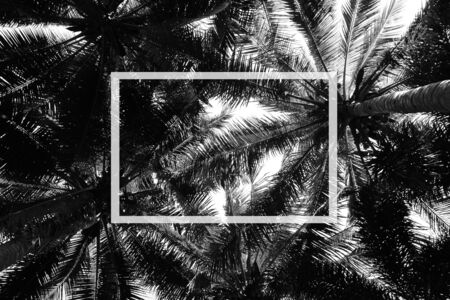 palm coconut tree - monochromeの写真素材