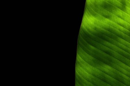 banana leaves texture - background