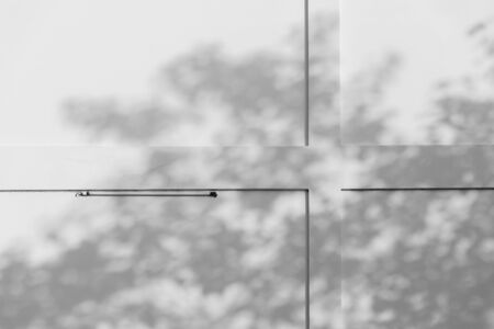 shadow of a tree branches and leaves on a white concrete wall monochrome