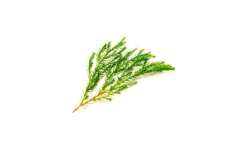 green pine leaves and twig isolated on white background.の写真素材