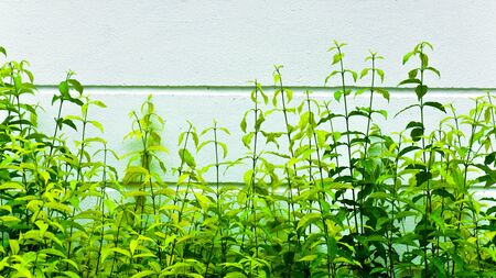 green little tree wall