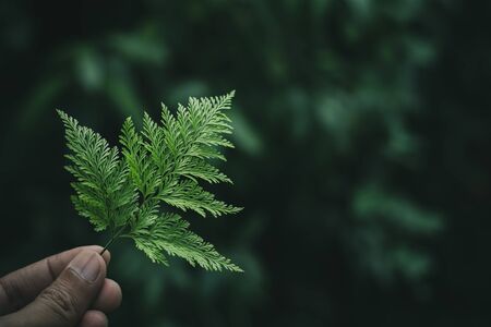 green fern leaves in a human hand. - dark tone background .