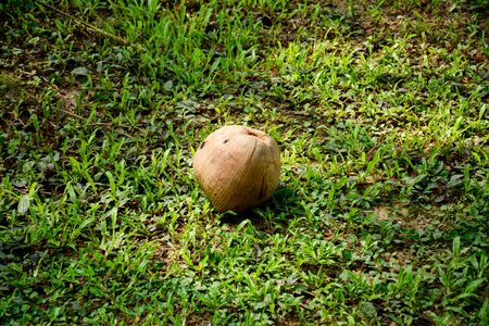 coconut fruit on green grassの写真素材