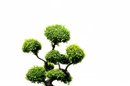 tree isolated on white backgroundの写真素材