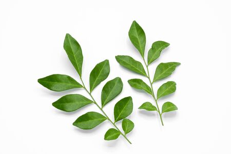 Twig with green leaves isolated on white backgroundの写真素材