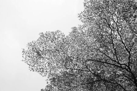 Leafless branches isolated on white background