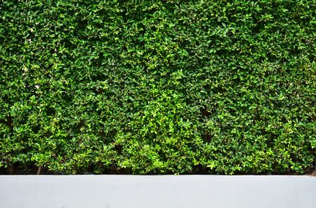 Tree wall on beside the Road. vertical garden wallの写真素材