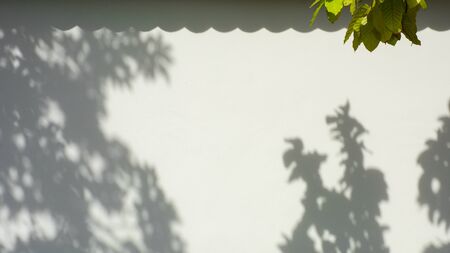 tree branch and leaf with shadow on a white concrete wall