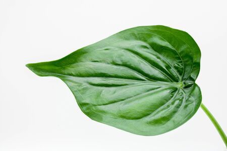 Leaf of Monstera plant isolated on white backgroundの写真素材