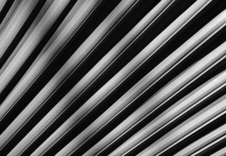 Lines and textures of Palm leaves - black and whiteの写真素材