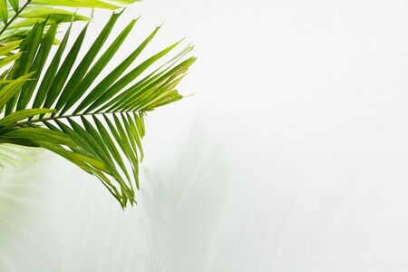 palm leaf and shadow on white wall