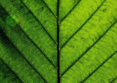 closeup perfect green leaf textureの写真素材