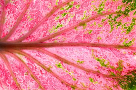 pink and green caladium bicolor leaves texture - backgroundの写真素材