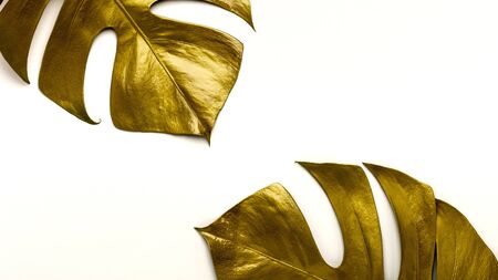 golden Monstera miltiple leaves isolated on white background. flat lay designの写真素材