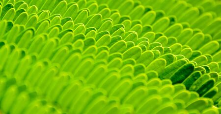 closeup leaf pattern