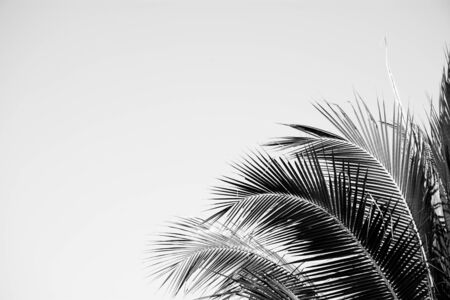 Palm leaves isolated on whiteの写真素材