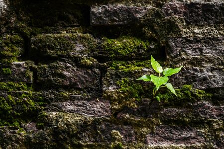 Small tree growing on old brick wallの写真素材