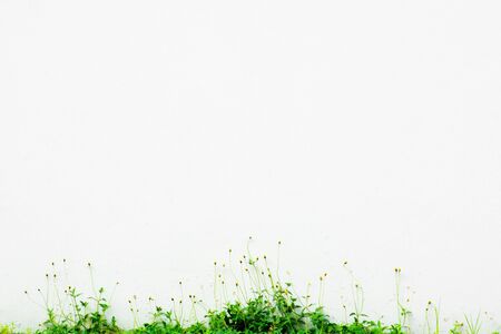 white wall and grass flowerの写真素材