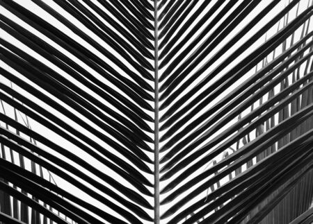 palms leafの写真素材