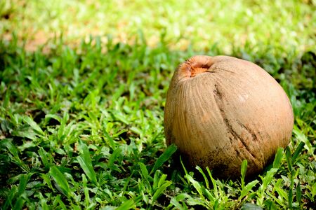 coconut fruit on green grassの写真素材