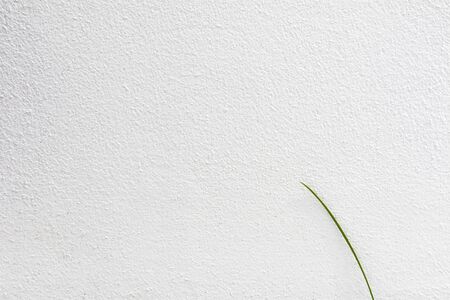 lonely grass leaf at white concrete wall texture - backgroundの写真素材