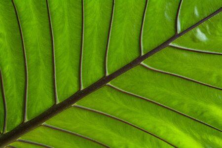 close up green leaf textureの写真素材