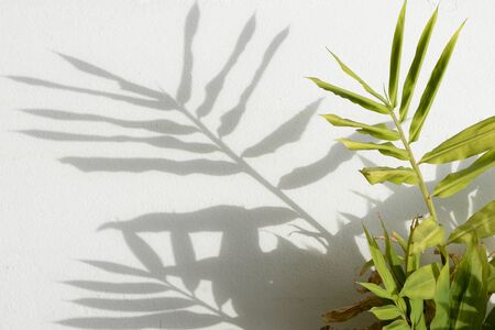 shadow of leaves on white concrete wallの写真素材