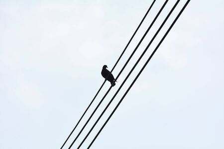 silhouette of dove on wire in urbanの写真素材